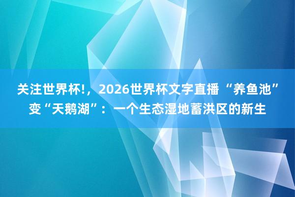 关注世界杯!,2026世界杯文字直播 “养鱼池”变“天鹅湖”:一个生态湿地蓄洪区的新生